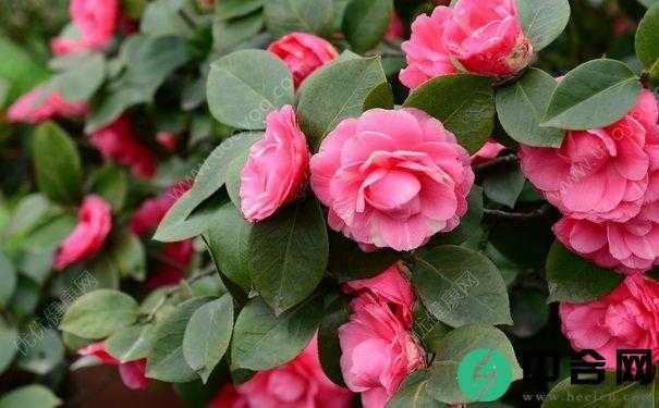 山荆子怎么嫁接茶花？山荆子嫁接茶花的方法