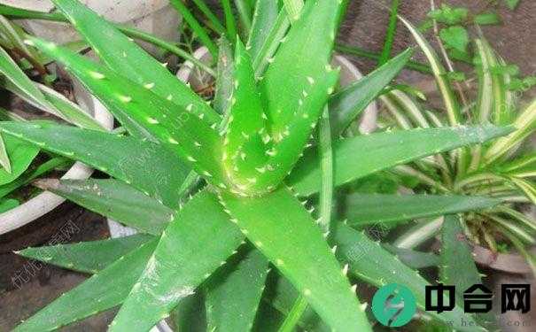 龙爪的功效与作用有哪些？龙爪有什么作用？