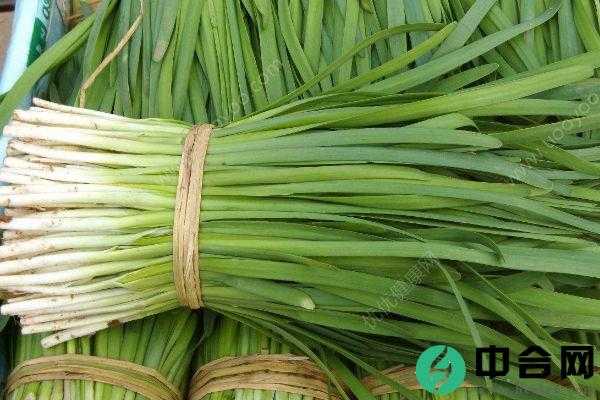 补肾草让男人金枪不倒！补肾草到底是什么？(1)